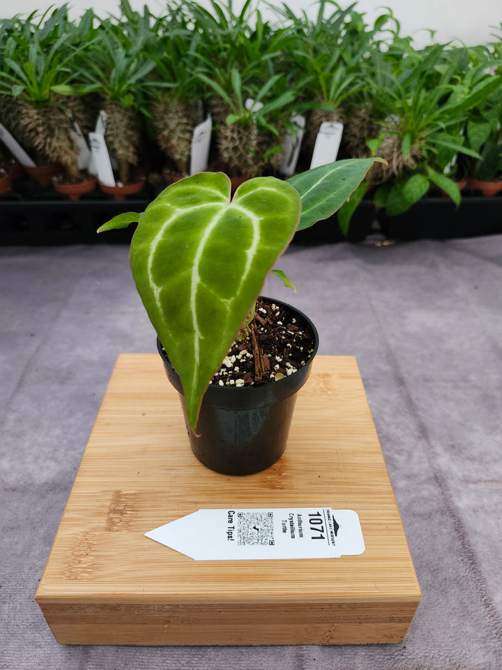 Anthurium Crystallium Turtle (3in)- 1071