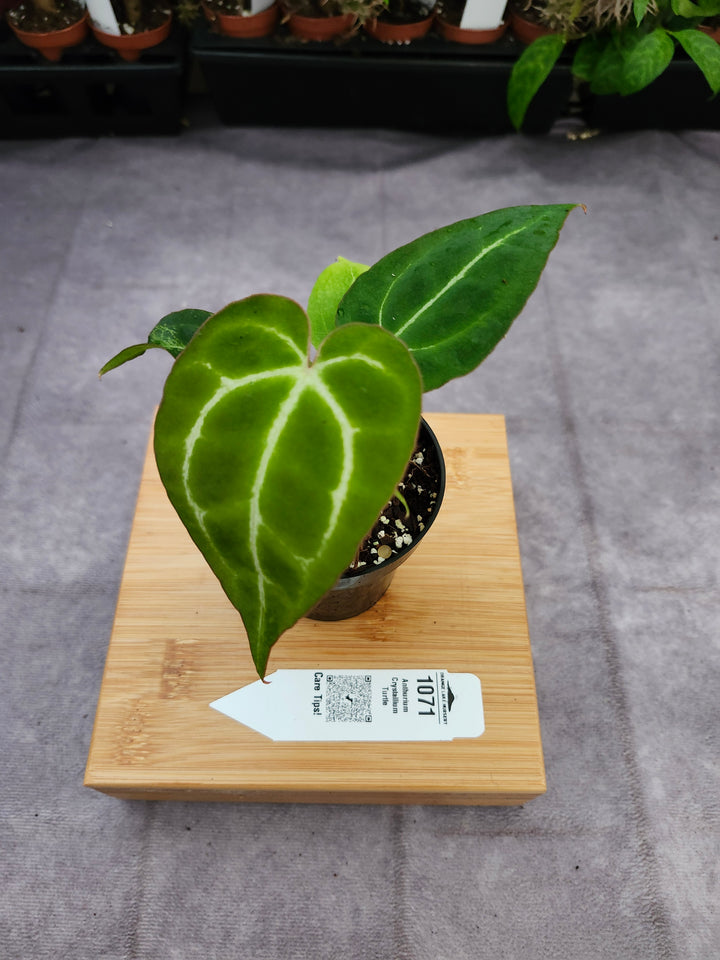 Anthurium Crystallium Turtle (3in)- 1071