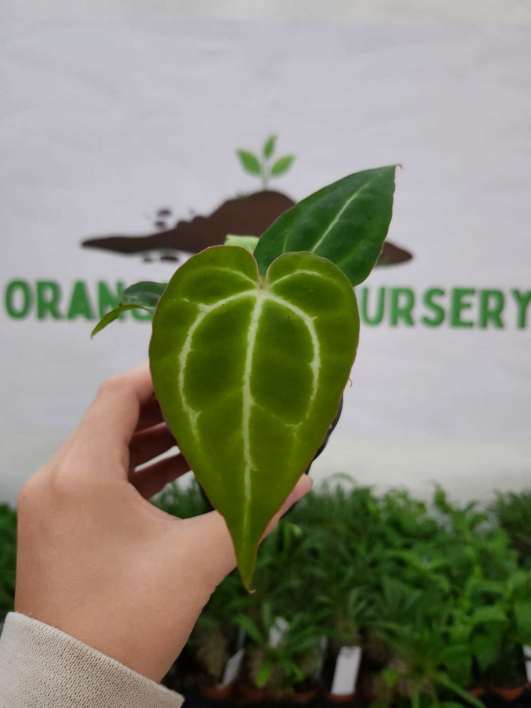 Anthurium Crystallium Turtle (3in)- 1071