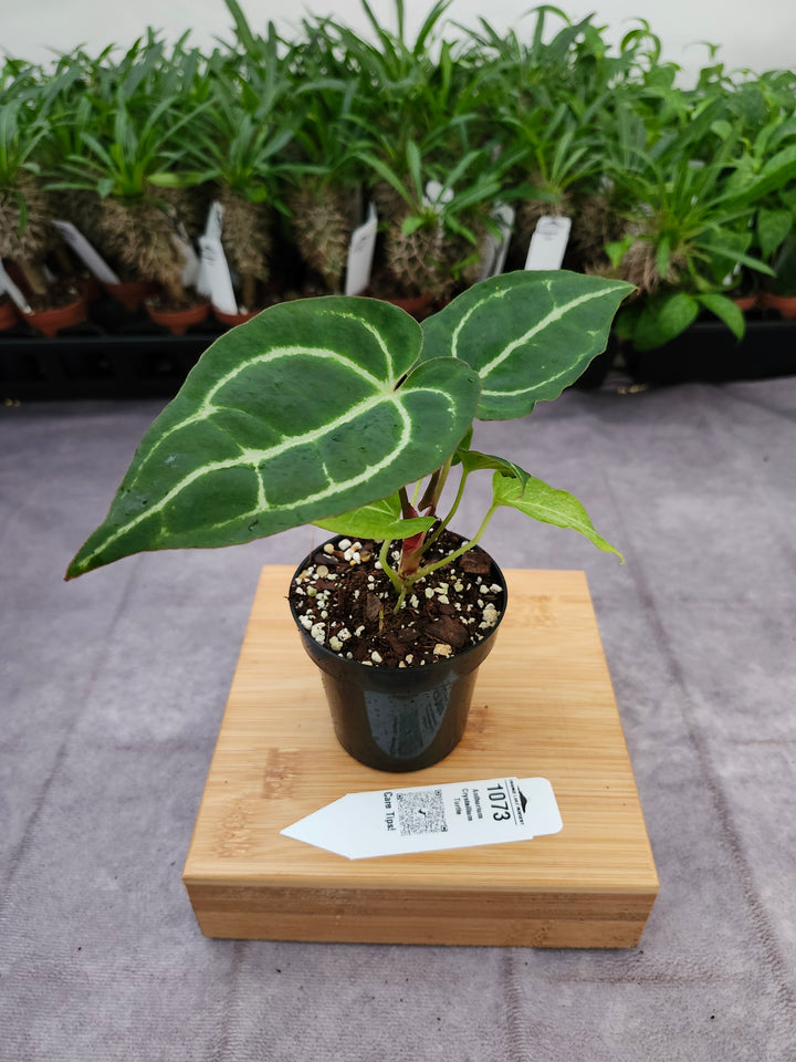 Anthurium Crystallium Turtle (3in)- 1073