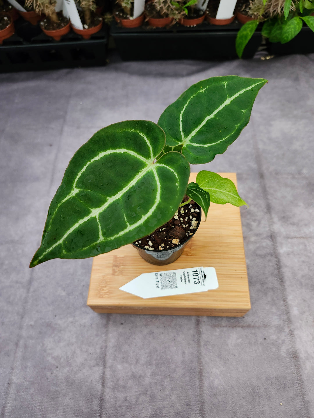 Anthurium Crystallium Turtle (3in)- 1073