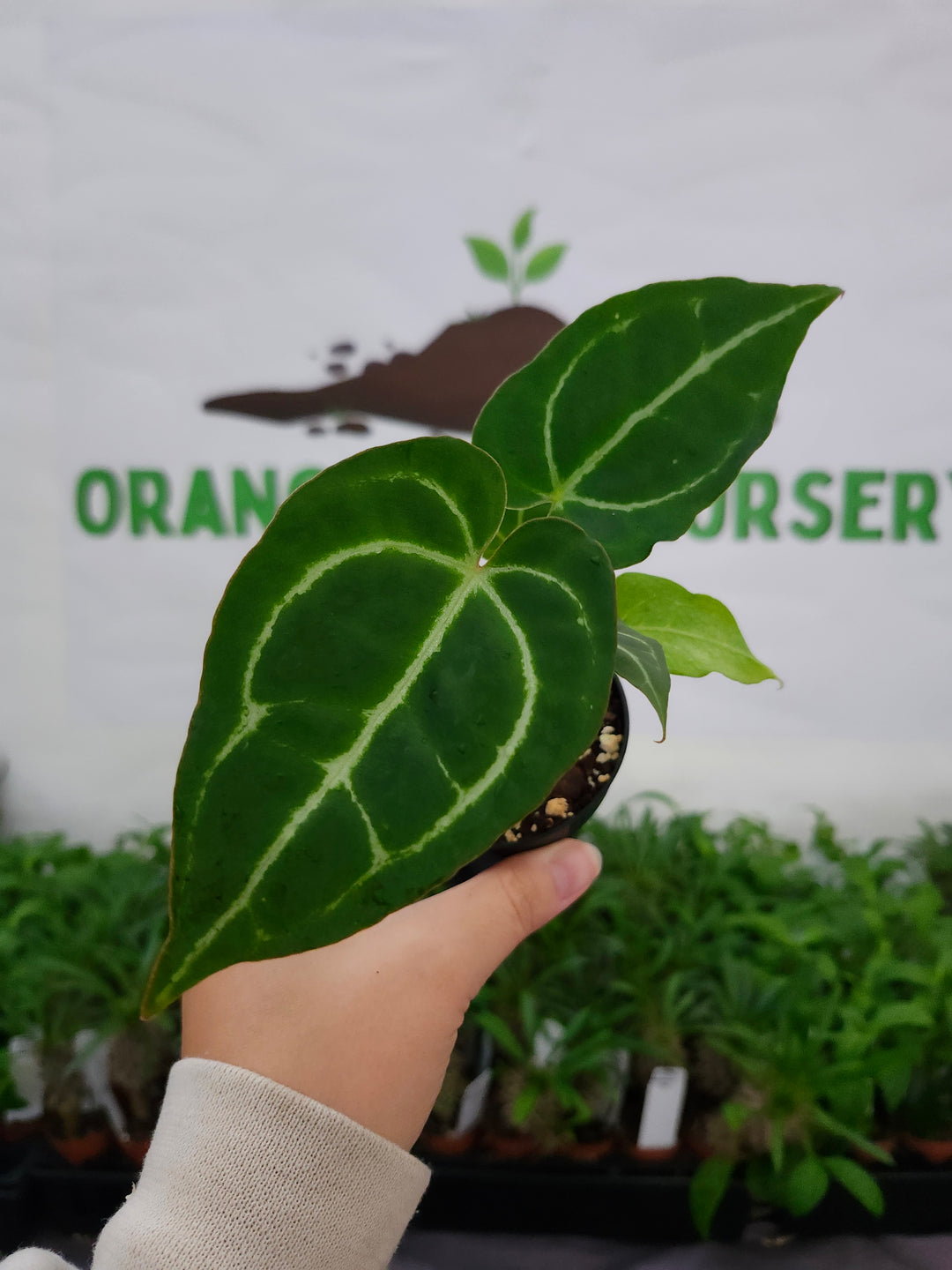 Anthurium Crystallium Turtle (3in)- 1073