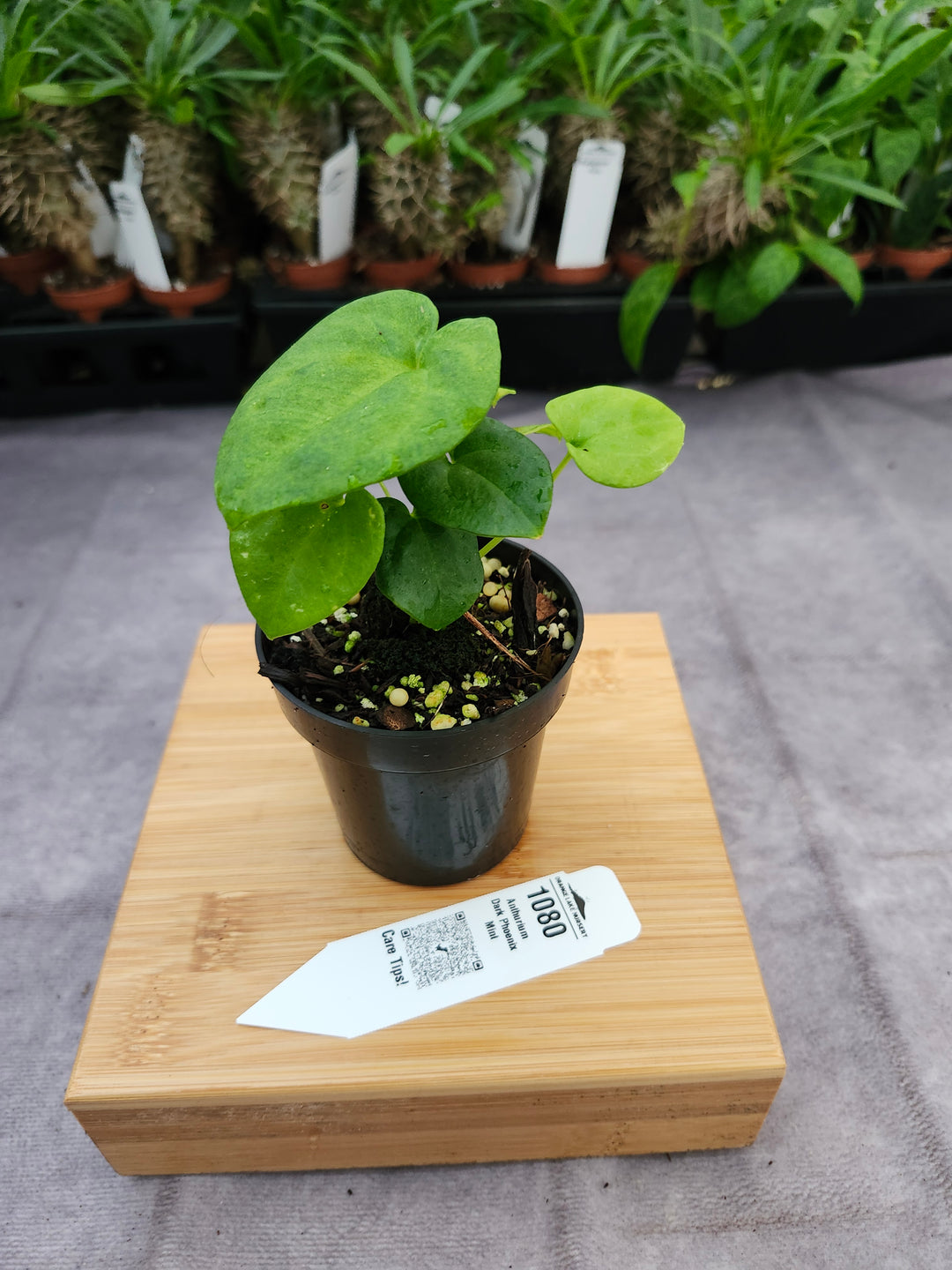 Anthurium Dark Phoenix Mint (3in) - 1080