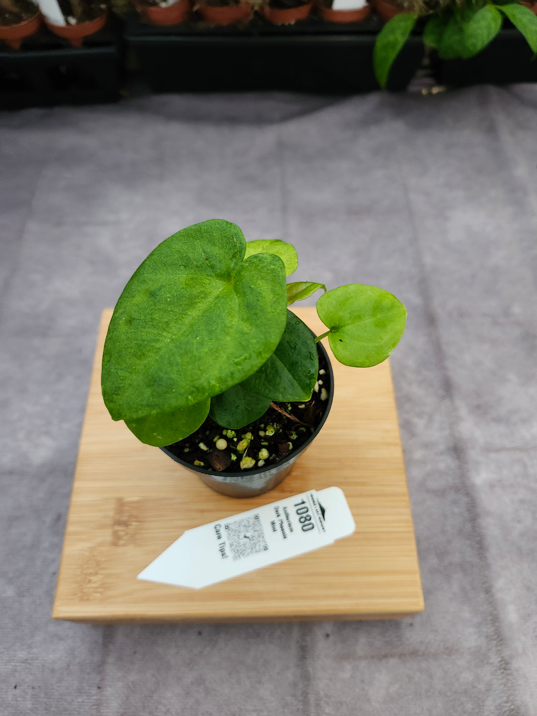 Anthurium Dark Phoenix Mint (3in) - 1080