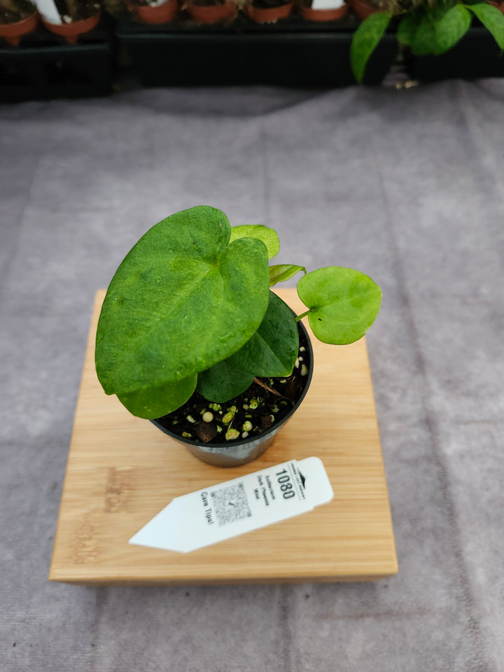Anthurium Dark Phoenix Mint (3in) - 1080