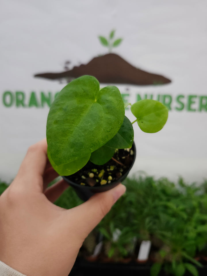 Anthurium Dark Phoenix Mint (3in) - 1080