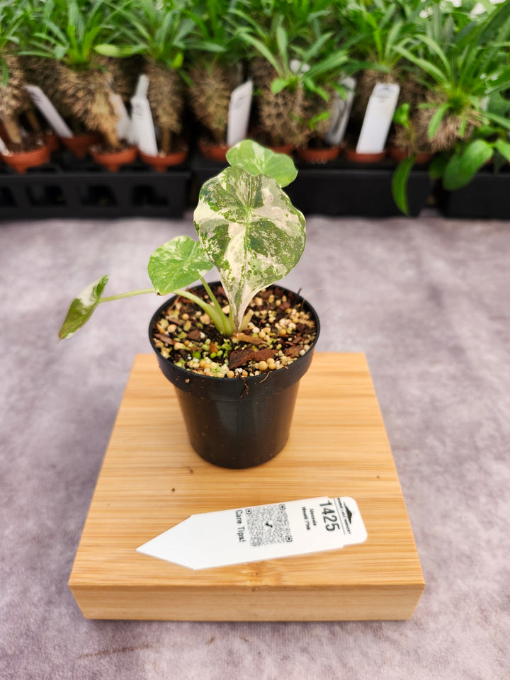 Alocasia Wentii Pink (3in)-1425