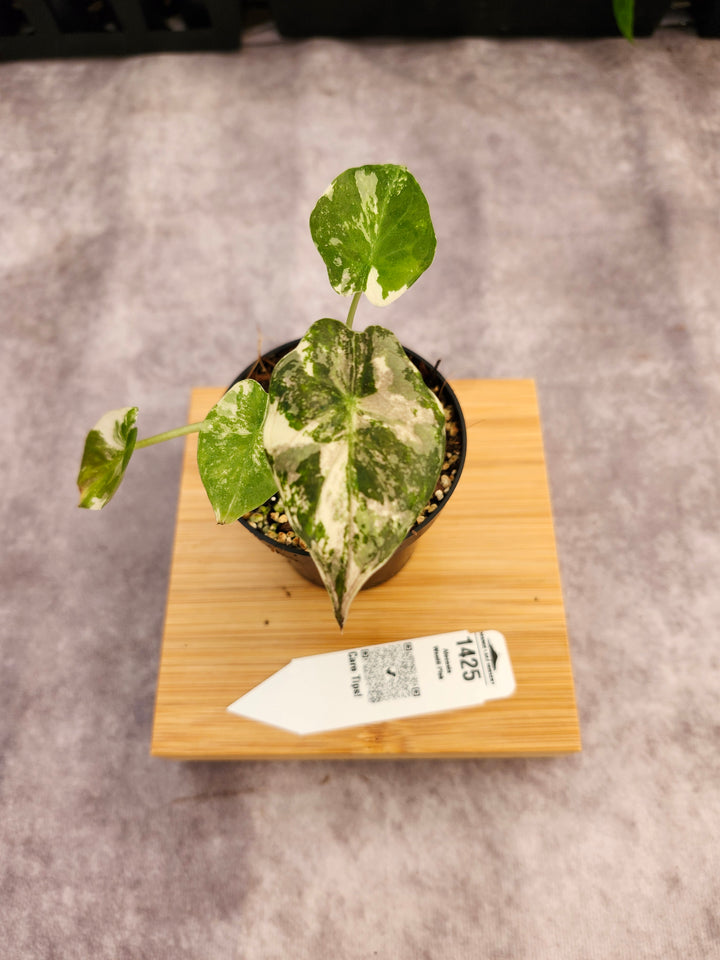 Alocasia Wentii Pink (3in)-1425