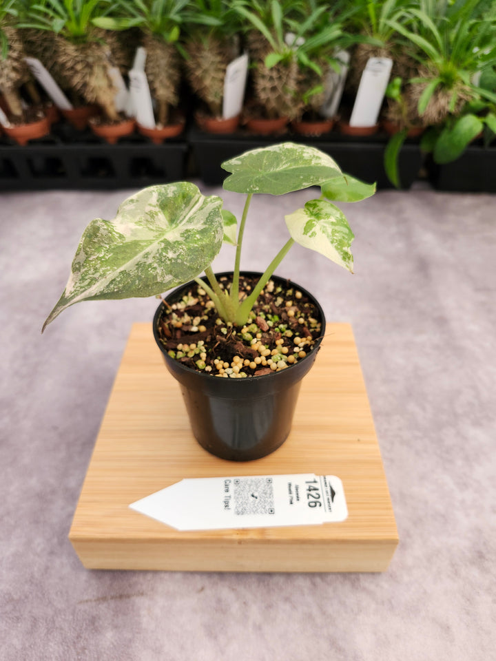 Alocasia Wentii Pink (3in)-1426