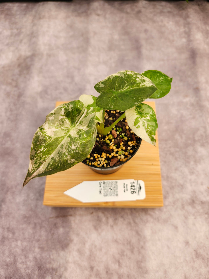 Alocasia Wentii Pink (3in)-1426