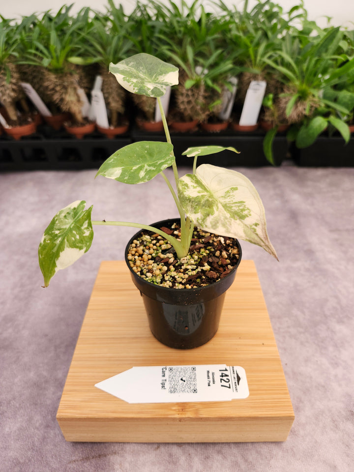 Alocasia Wentii Pink (3in)-1427