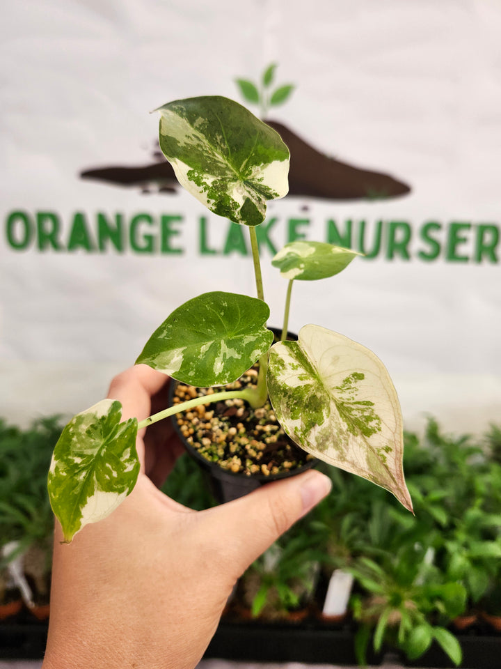 Alocasia Wentii Pink (3in)-1427