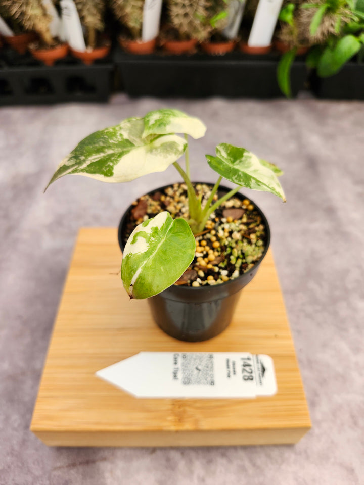 Alocasia Wentii Pink (3in)-1428