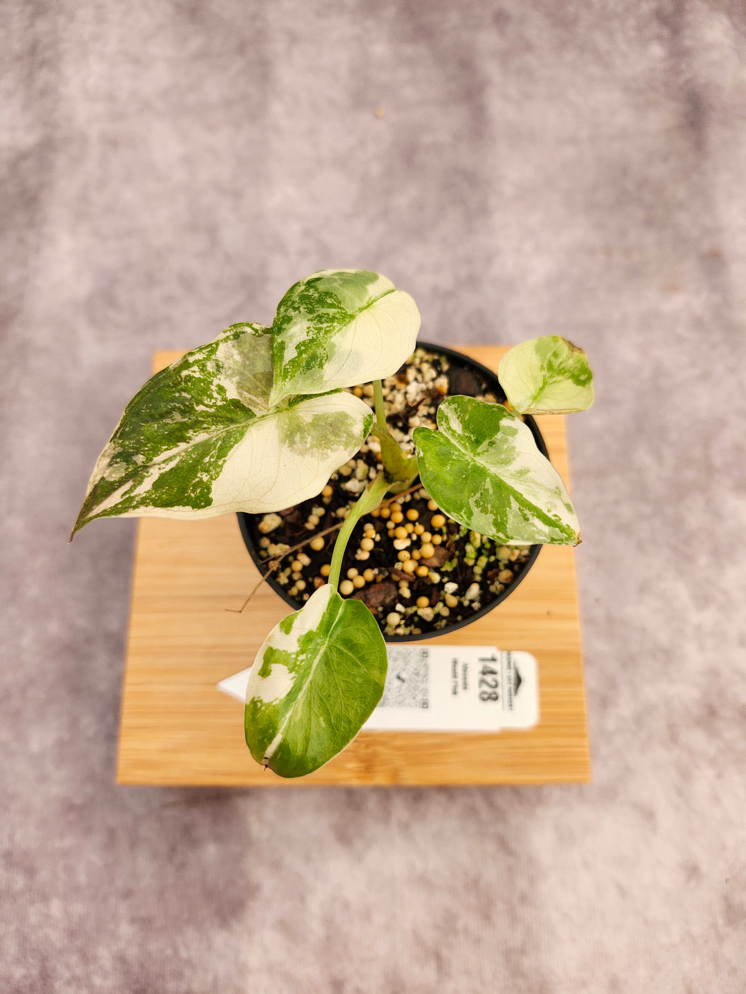 Alocasia Wentii Pink (3in)-1428