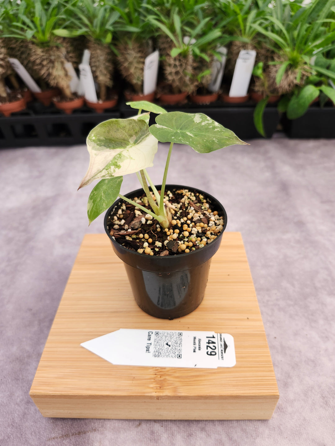 Alocasia Wentii Pink (3in)-1429
