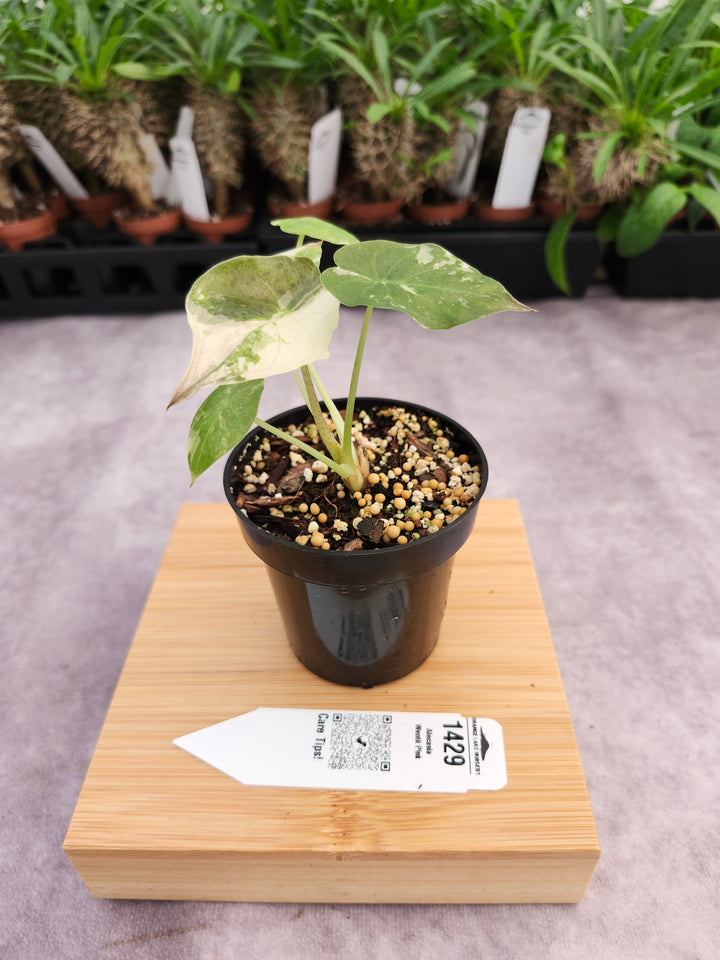 Alocasia Wentii Pink (3in)-1429