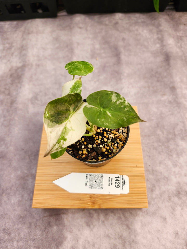 Alocasia Wentii Pink (3in)-1429