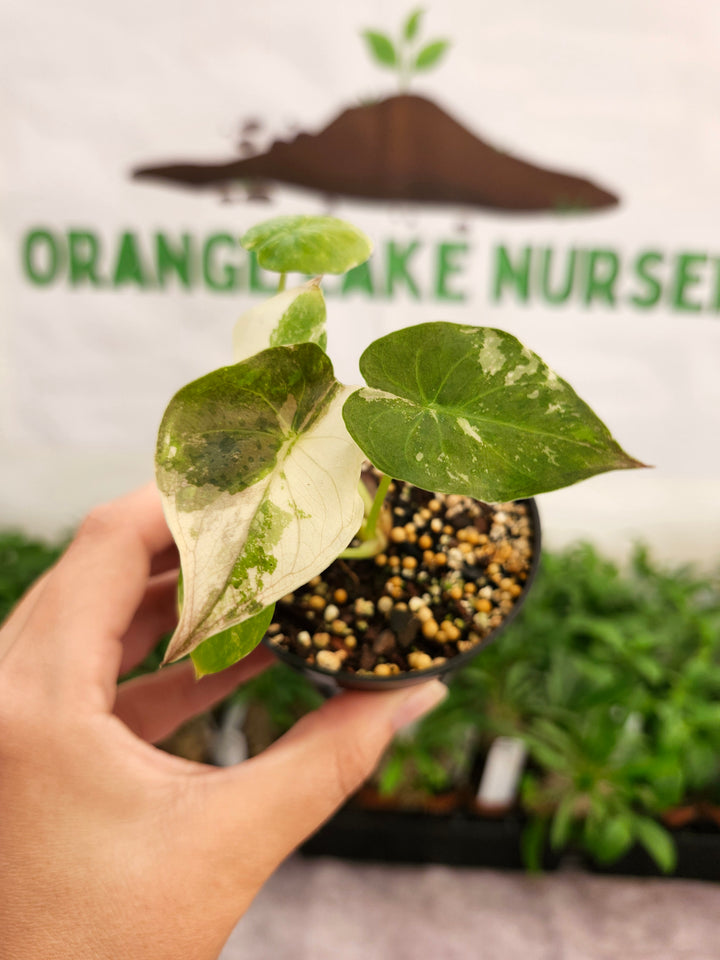Alocasia Wentii Pink (3in)-1429