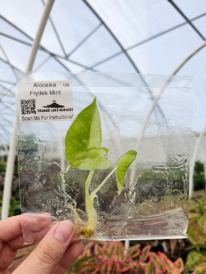 Alocasia Frydek Mint Tissue Culture