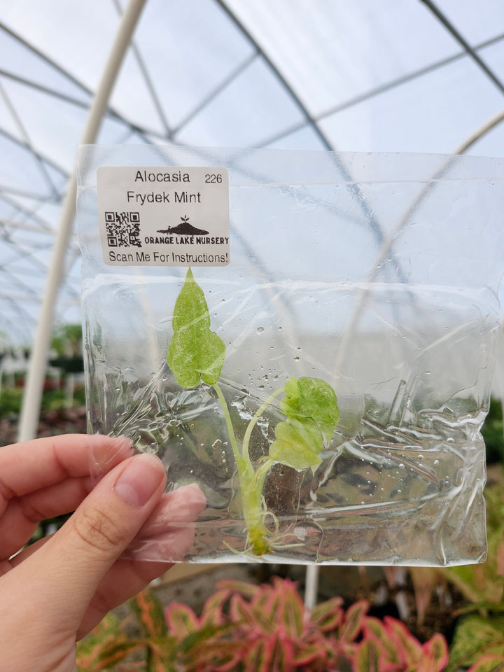 Alocasia Frydek Mint Tissue Culture