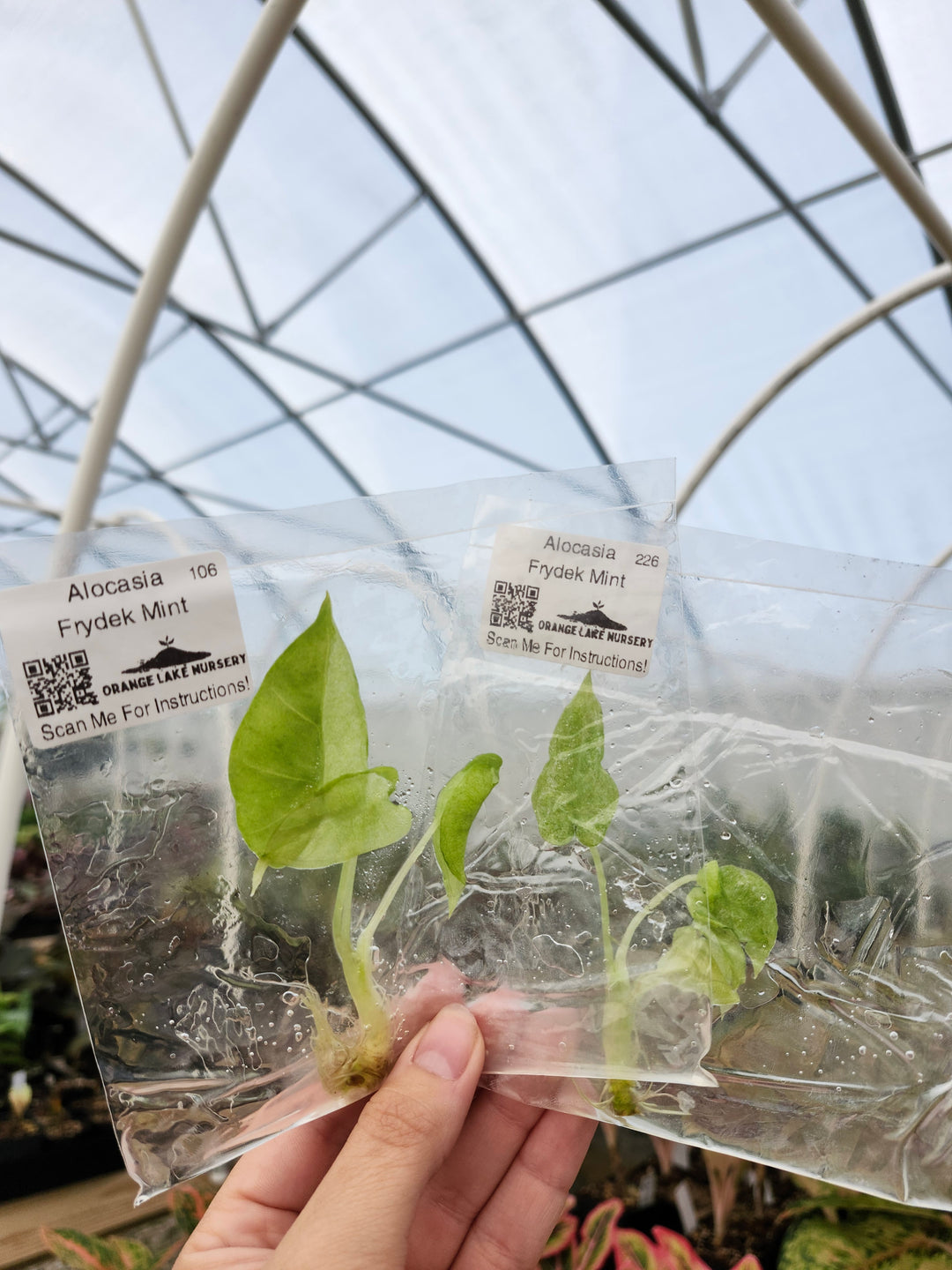 Alocasia Frydek Mint Tissue Culture