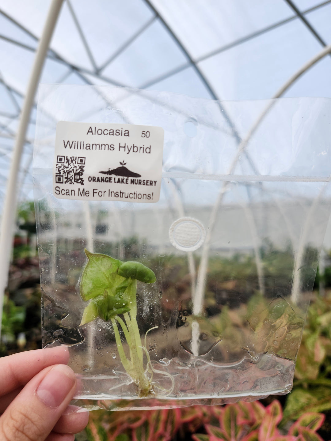 Alocasia Williams Hybrid Tissue Culture