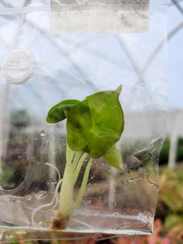 Alocasia Williams Hybrid Tissue Culture