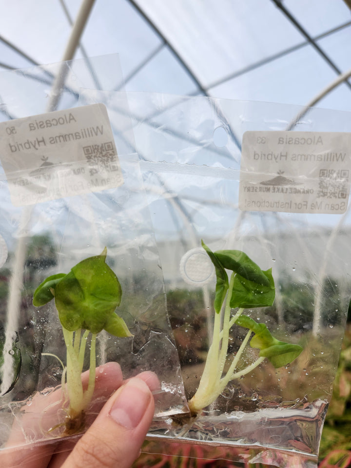 Alocasia Williams Hybrid Tissue Culture