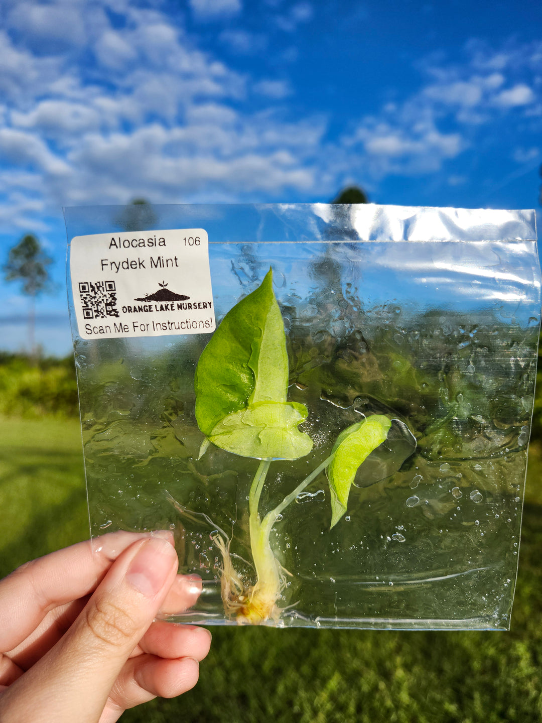 Alocasia Frydek Mint Tissue Culture