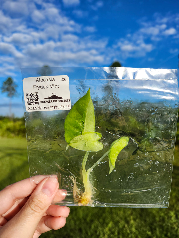 Alocasia Frydek Mint Tissue Culture
