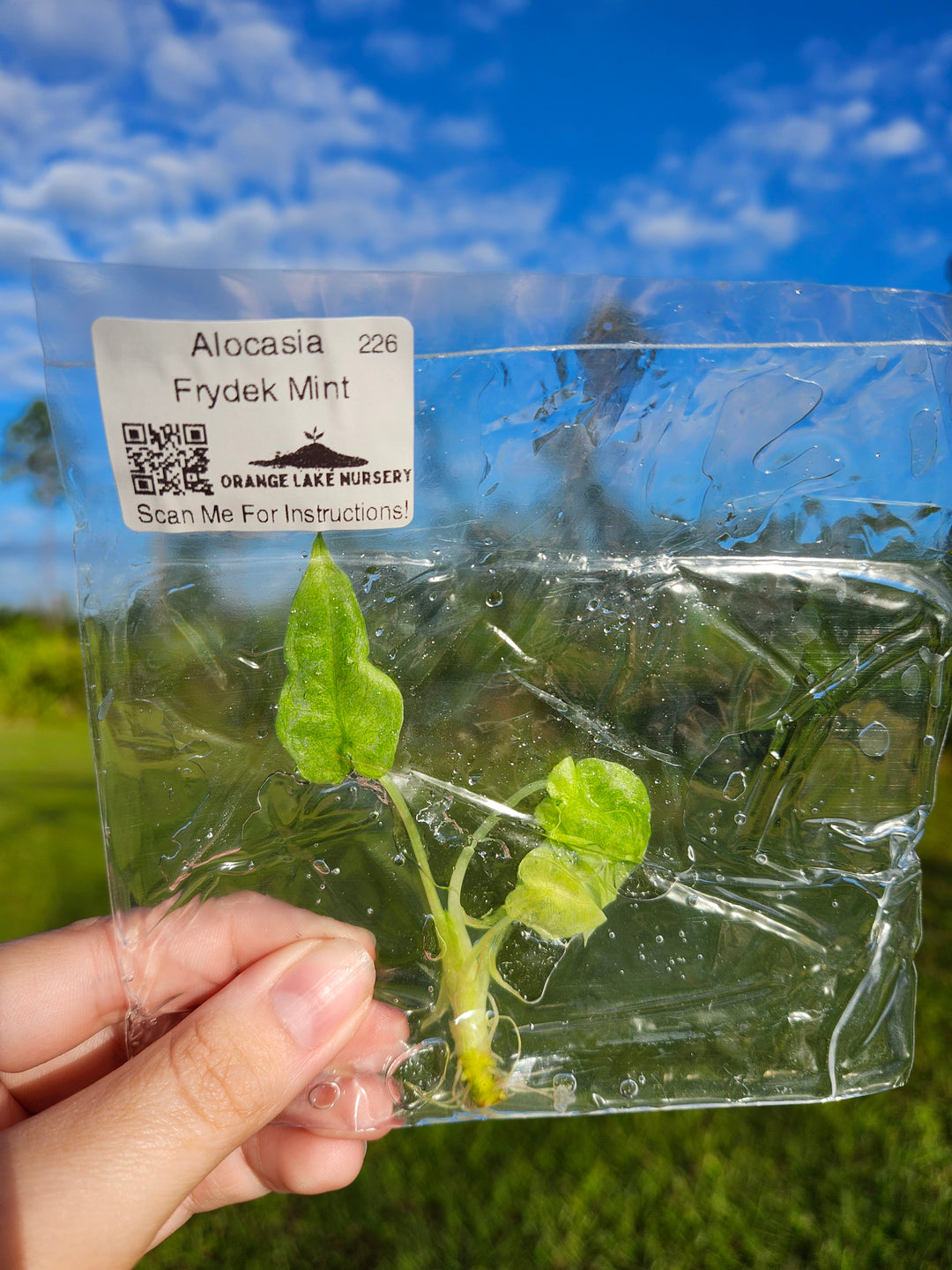 Alocasia Frydek Mint Tissue Culture