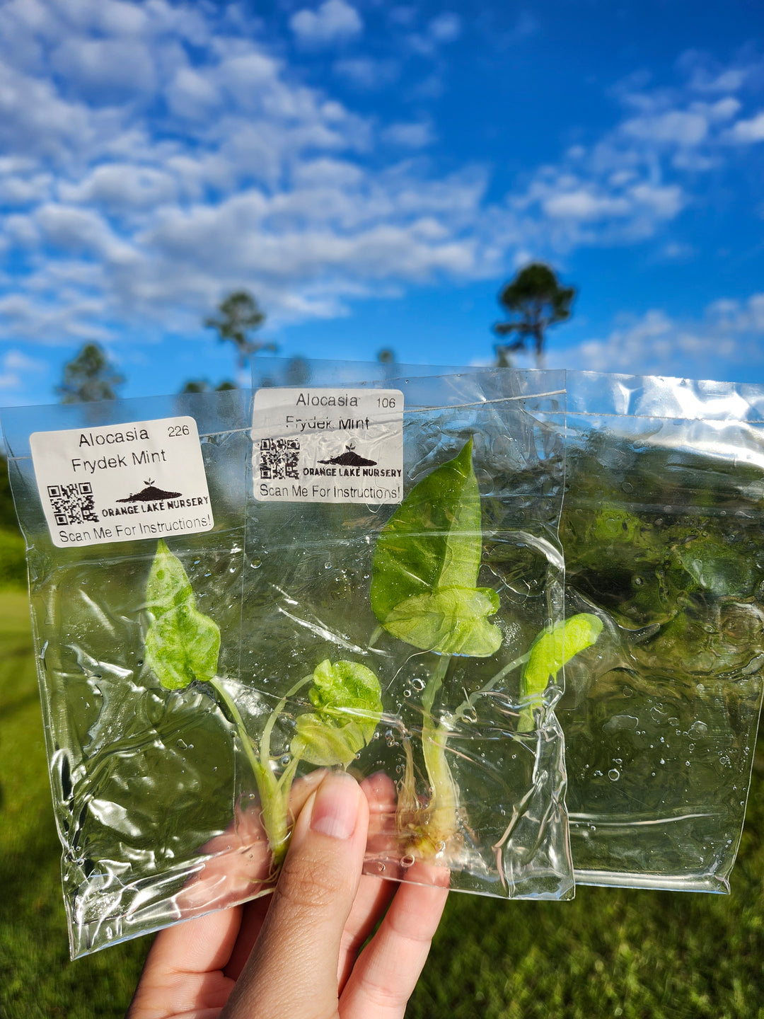 Alocasia Frydek Mint Tissue Culture