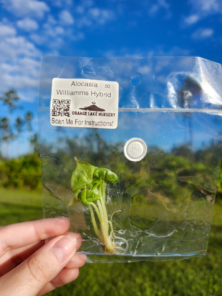 Alocasia Williams Hybrid Tissue Culture