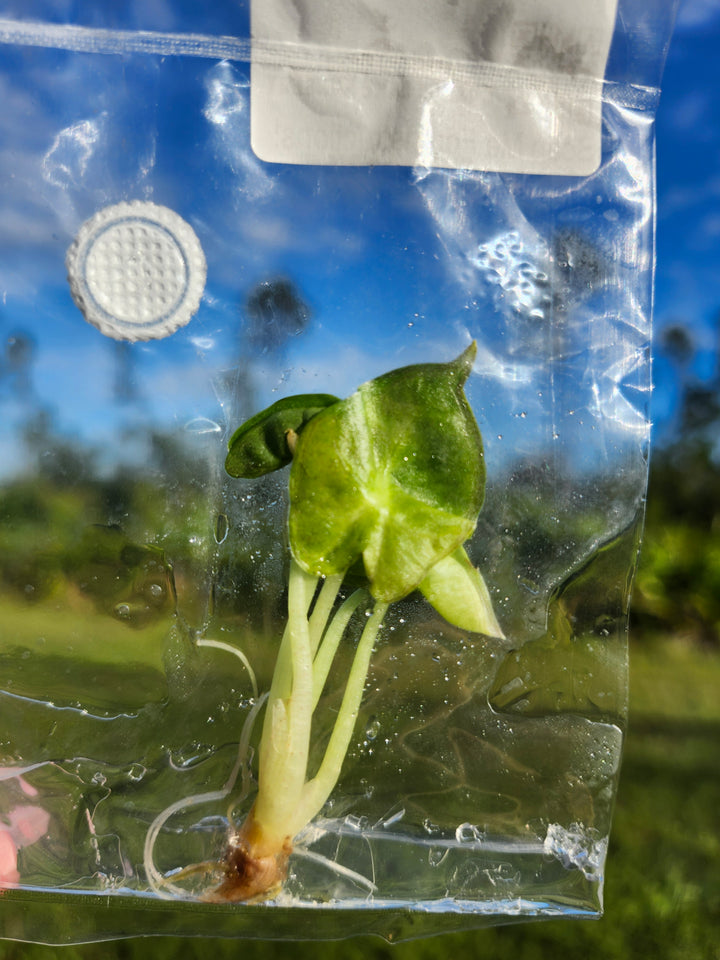 Alocasia Williams Hybrid Tissue Culture