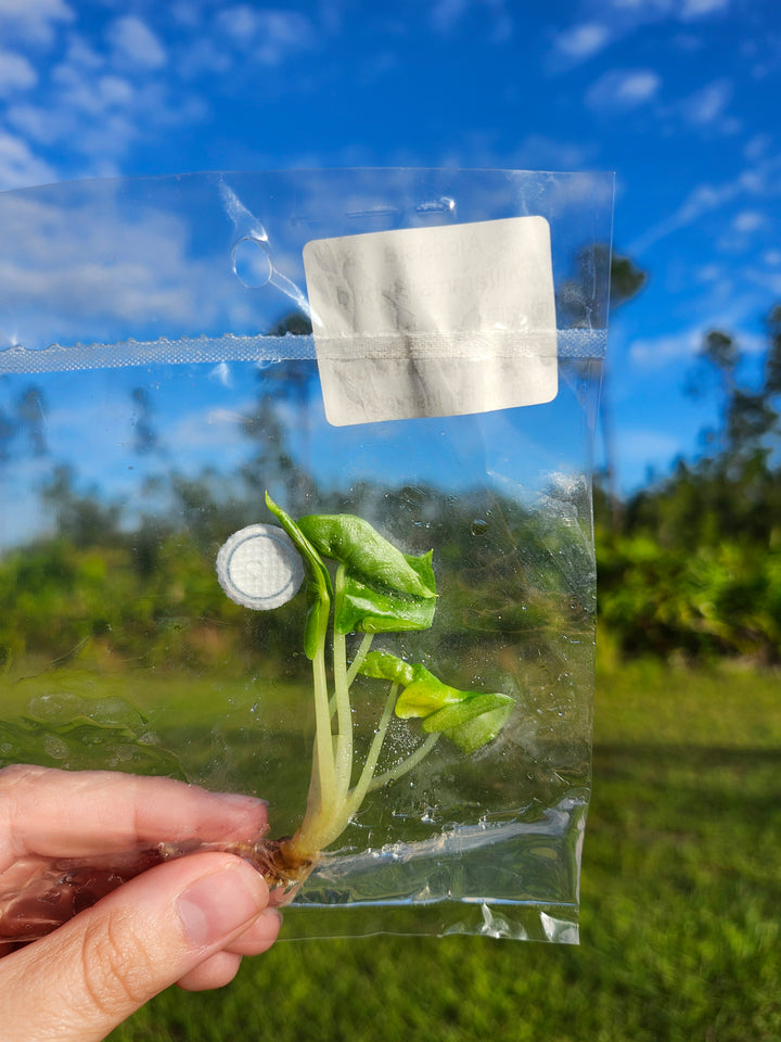 Alocasia Williams Hybrid Tissue Culture