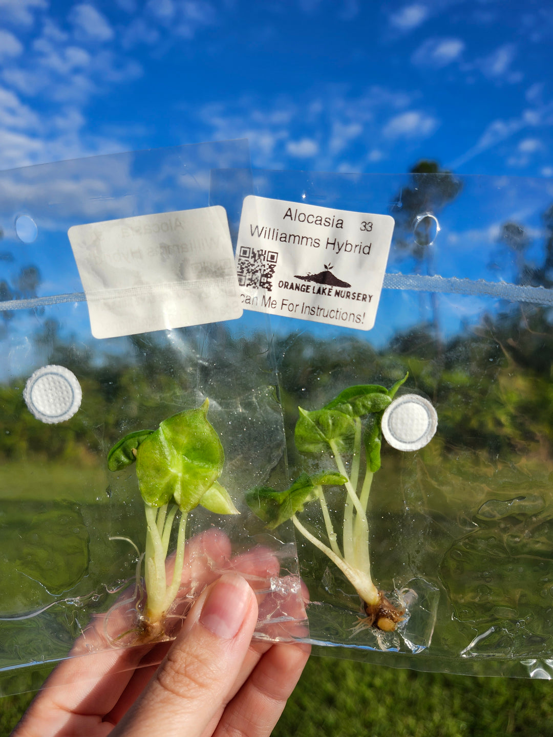 Alocasia Williams Hybrid Tissue Culture
