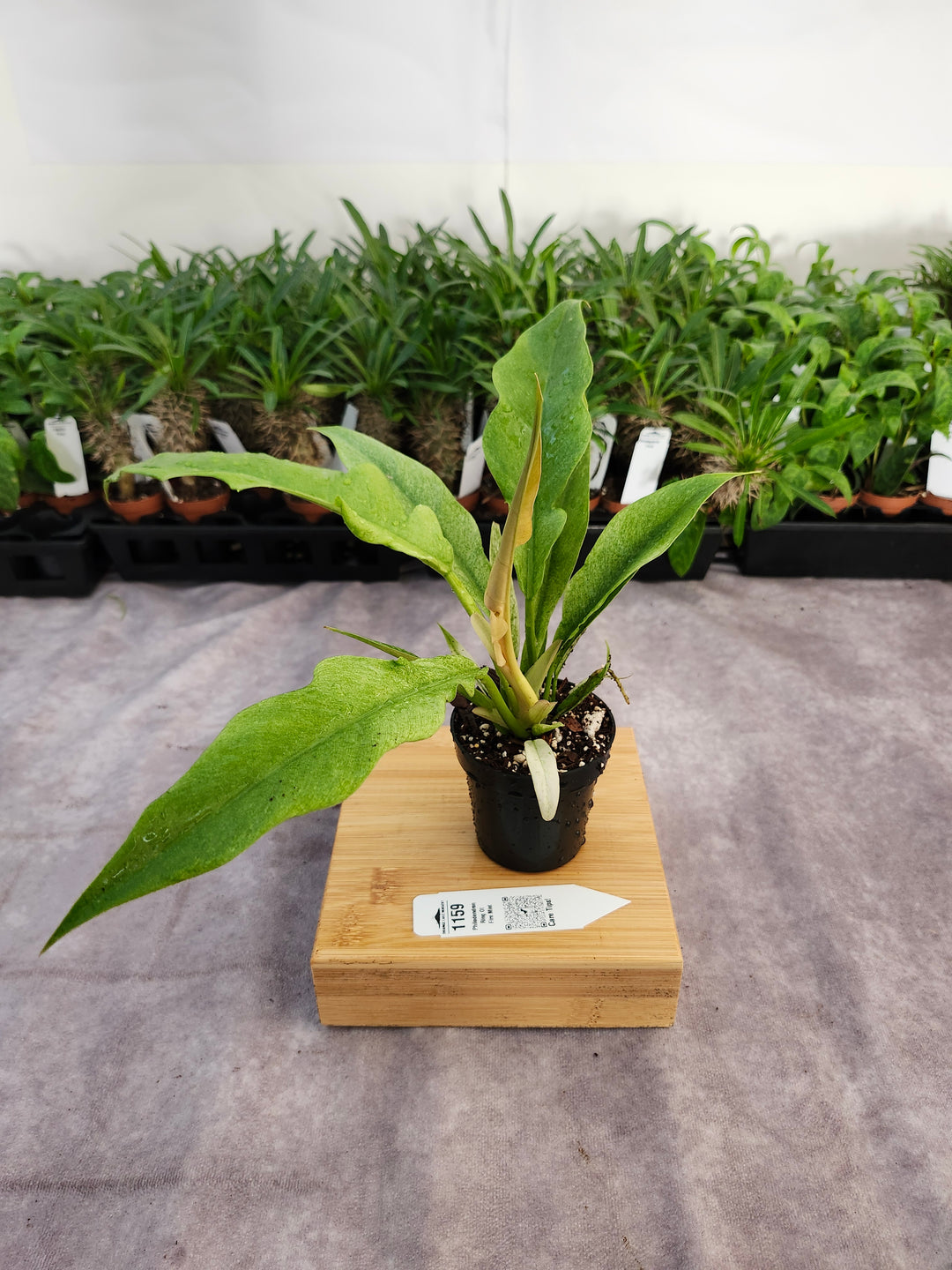 Philodendron Ring Of Fire Mint (3in)-1159