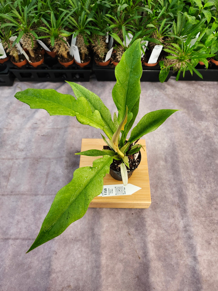 Philodendron Ring Of Fire Mint (3in)-1159