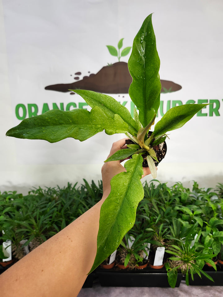 Philodendron Ring Of Fire Mint (3in)-1159