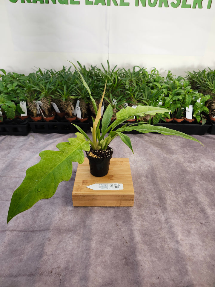 Philodendron Ring Of Fire Mint (3in)-1160