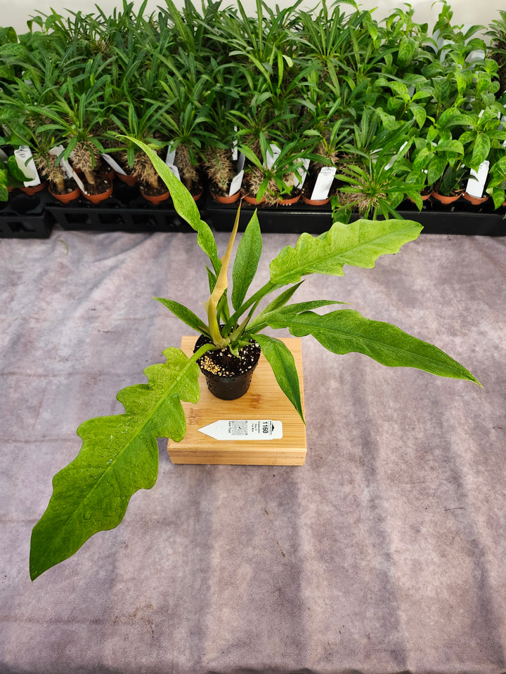 Philodendron Ring Of Fire Mint (3in)-1160