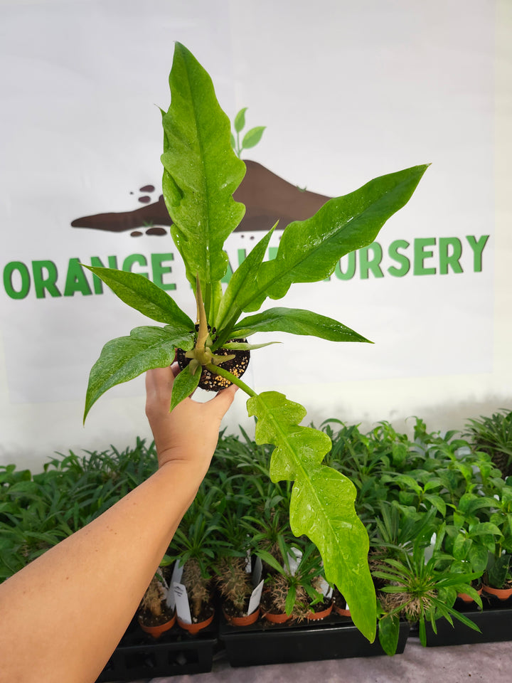 Philodendron Ring Of Fire Mint (3in)-1160
