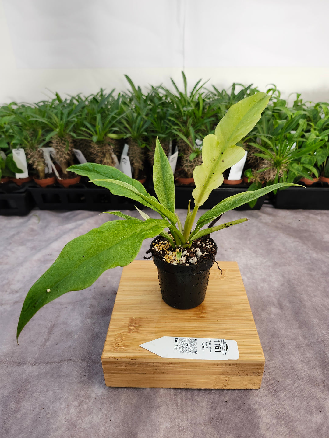 Philodendron Ring Of Fire Mint (3in)-1161