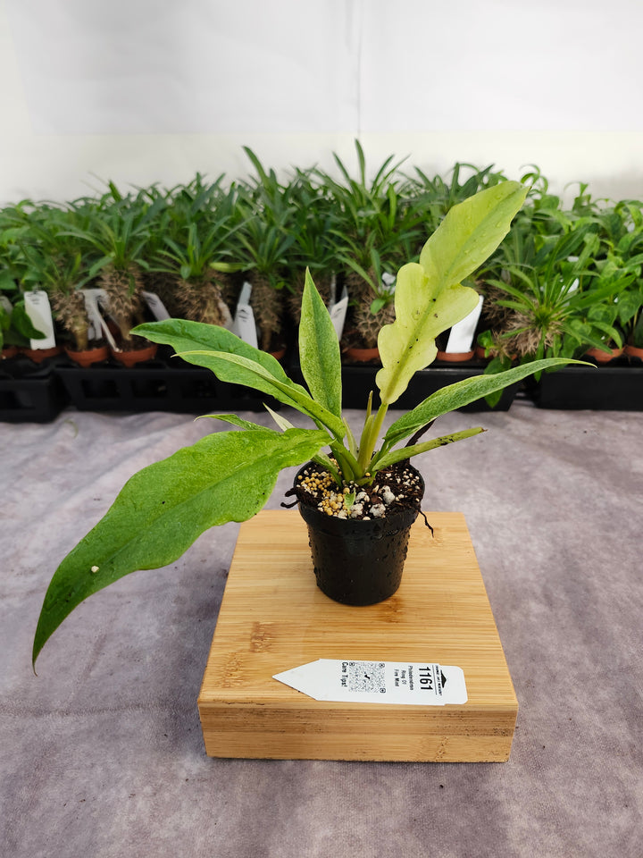 Philodendron Ring Of Fire Mint (3in)-1161