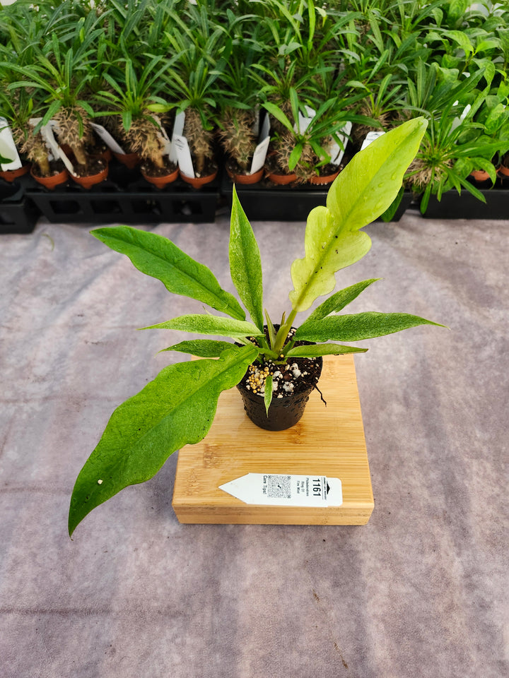 Philodendron Ring Of Fire Mint (3in)-1161