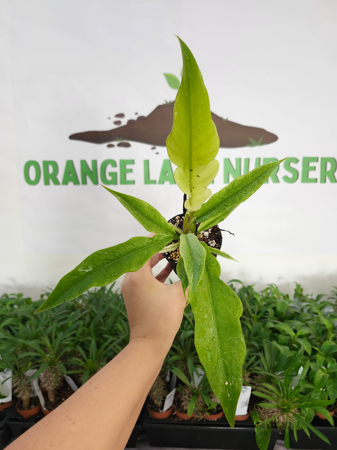 Philodendron Ring Of Fire Mint (3in)-1161