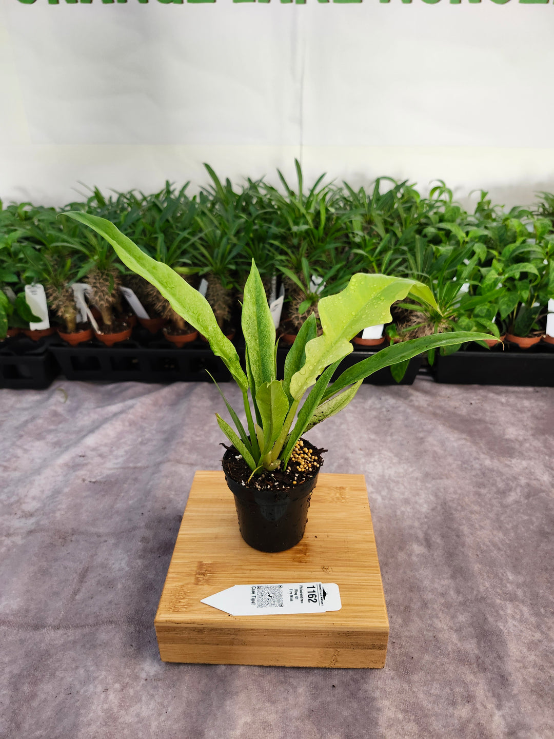 Philodendron Ring Of Fire Mint (3in)-1162