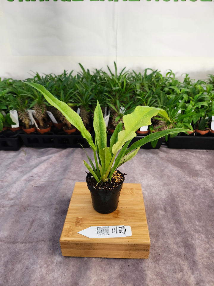Philodendron Ring Of Fire Mint (3in)-1162
