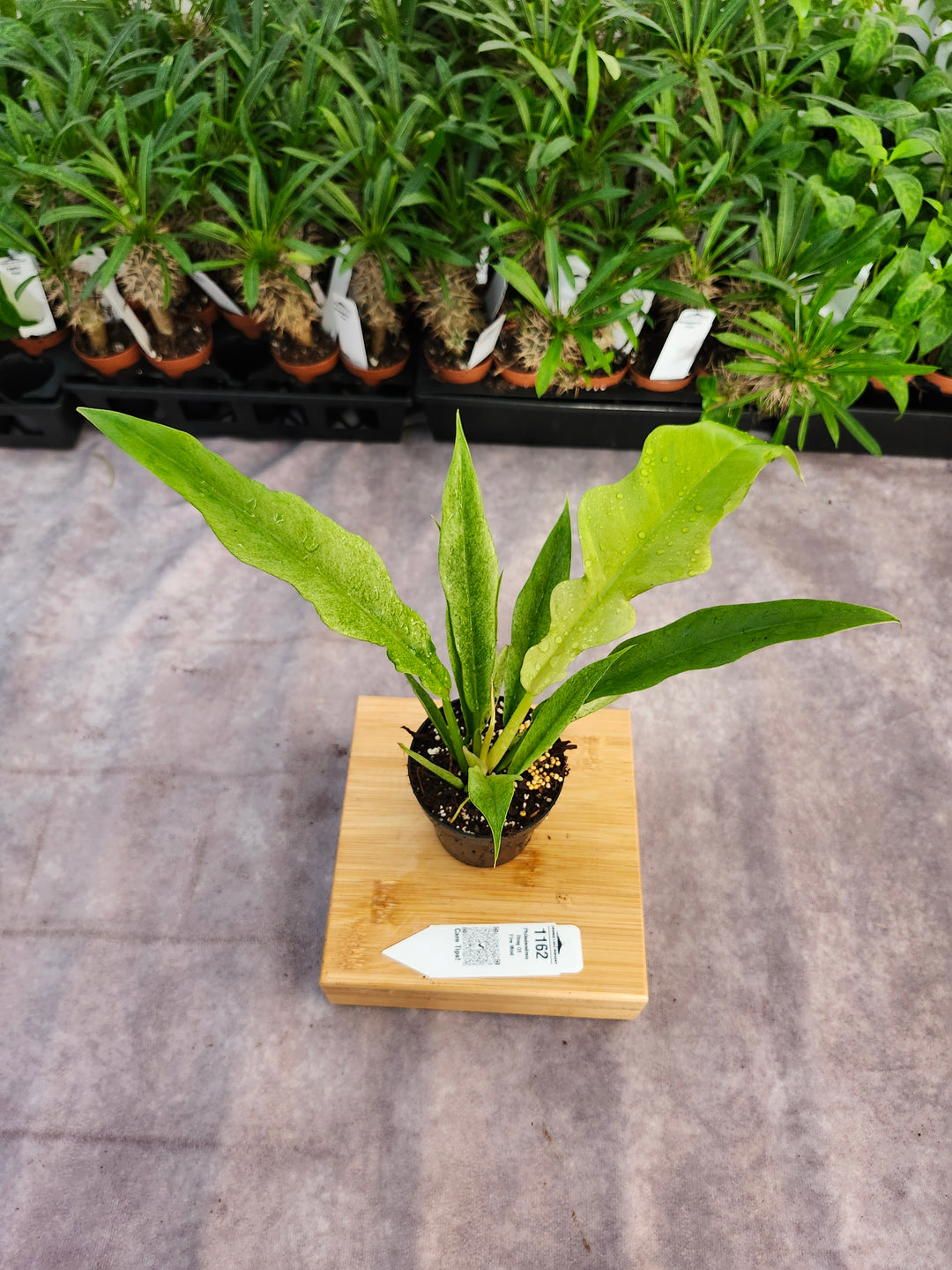 Philodendron Ring Of Fire Mint (3in)-1162