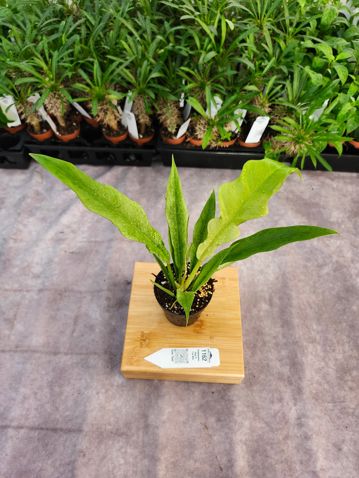 Philodendron Ring Of Fire Mint (3in)-1162